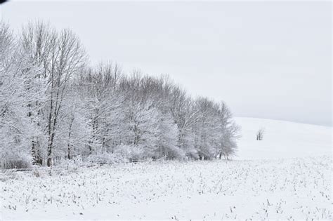 Snowy Tree Line Against A Dormant Farm Field In A Rural Area In Winter