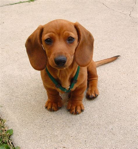 57 Red Mini Dachshund Puppy Image Bleumoonproductions