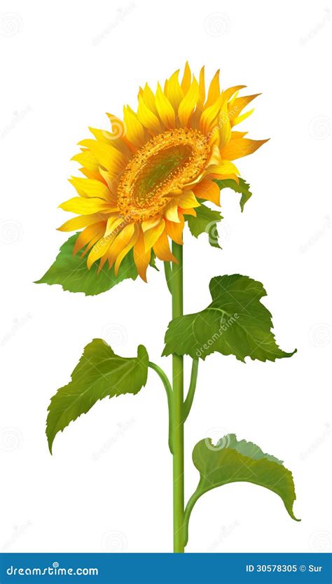 Sunflower Royalty Free Stock Photo Image 30578305