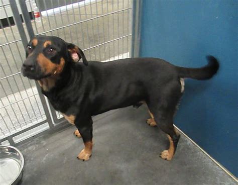 Adopt and make a rottie family! Henderson, NC - Rottweiler. Meet Roxi a Dog for Adoption. | Rottweiler, Rottweiler mix, Dog adoption