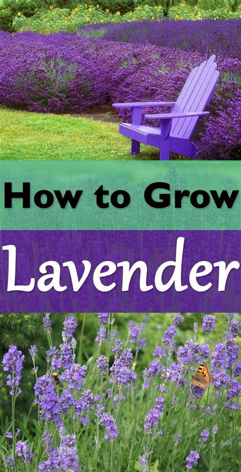 How To Grow A Lavender Plant