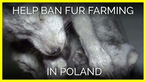 Help Ban Fur Farming In Poland Youtube