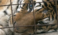 The Year of the Tiger | Film | The Guardian