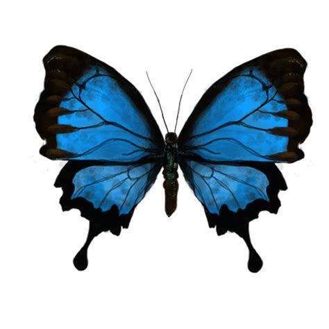 Animated Moving Blue Butterfly Wallpaper Canvas Ily