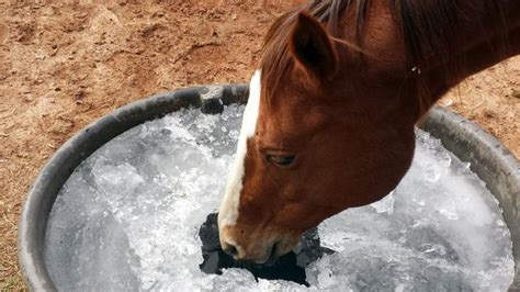 More Cold Weather Tips For Horse Owners From Cherokee Feed