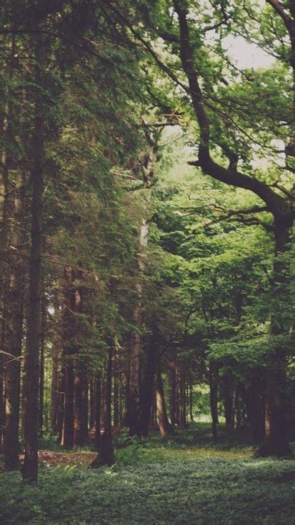 Rainy Forest Aesthetic Tumblr