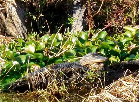 A Sunbathing Baby Gator In The Louisiana Swamp Neworleans