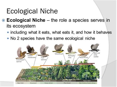 Niche Ecology — Definition Examples Expii 53 Off