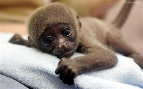 27 List Different Types Of Monkeys Facts And Information Cute Baby
