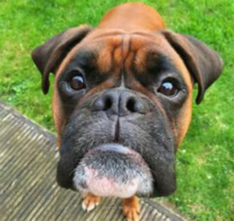 Boxer Dog Funny Face Momments Follow Us To See More Funny Dog Faces