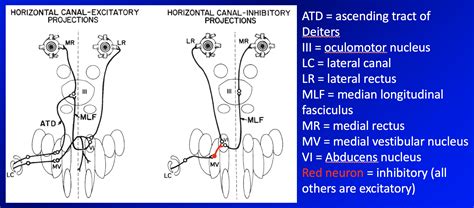 Overview Of The Vestibular System Dizziness