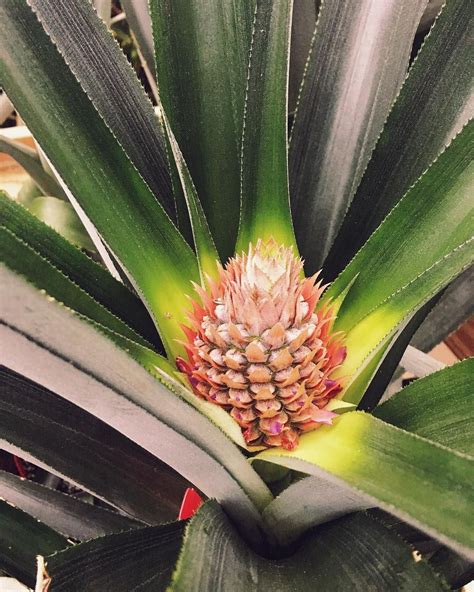 Logeesplants Baby Pineapple Growing In One Of Our Retail Greenhouses A