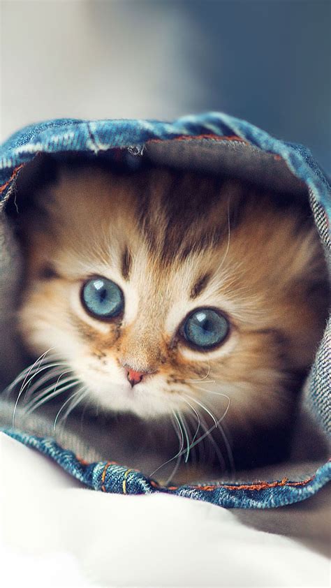 One amazing pill that has appeared to aid weight loss is phen375. Cute Kittens Wallpapers For iPhone 6 | Kitten wallpaper ...