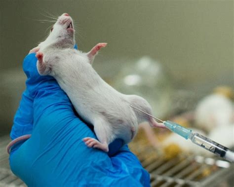 Top 153 Bad Things About Animal Testing