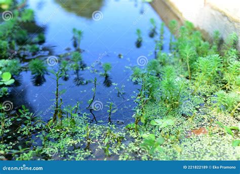 Myriophyllum Aquaticum Plant Is In A River With Clear Water Flow Stock