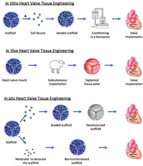 Frontiers Which Biological Properties Of Heart Valves Are Relevant To
