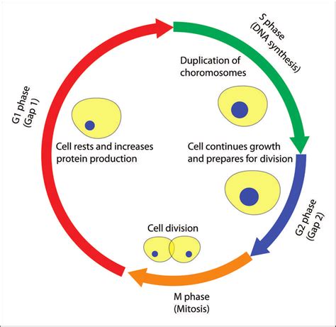 Simple Eukaryotic Cell Diagram