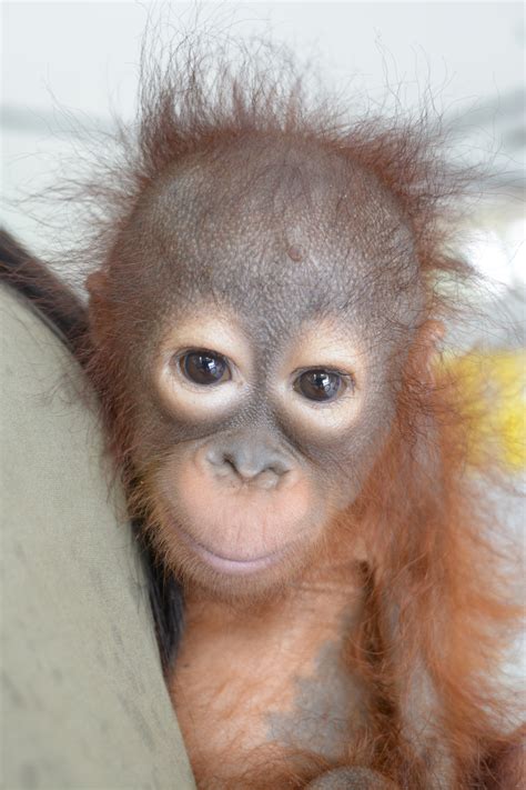 Many of the planet's most iconic and beloved animals are in trouble, and world animal foundation needs your help to save them. BOS_1278 - Borneo Orangutan Survival Australia