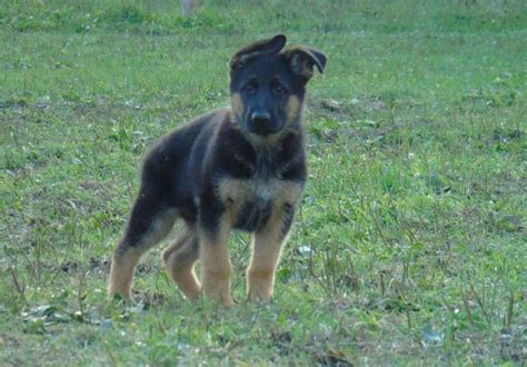 German shepherd puppies for and for good home. WORLD CLASS GERMAN SHEPHERD PUPPIES AVAILABLE ...