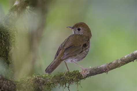 Ruddy Capped Nightingale Thrush Small Plain Breasted Thru Flickr