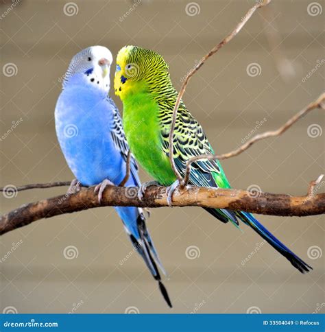 Two Parakeets Royalty Free Stock Images Image 33504049