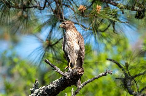 Hawks In Idaho 10 Birds Of Prey Species To Look For