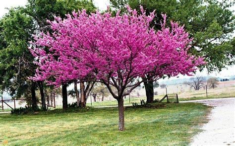 5 Eastern Redbud Trees 6 10 Inch Bright Color Blooms Trees