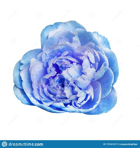 Beautiful Fresh Light Blue Colored Peony Flower In Full Bloom Stock