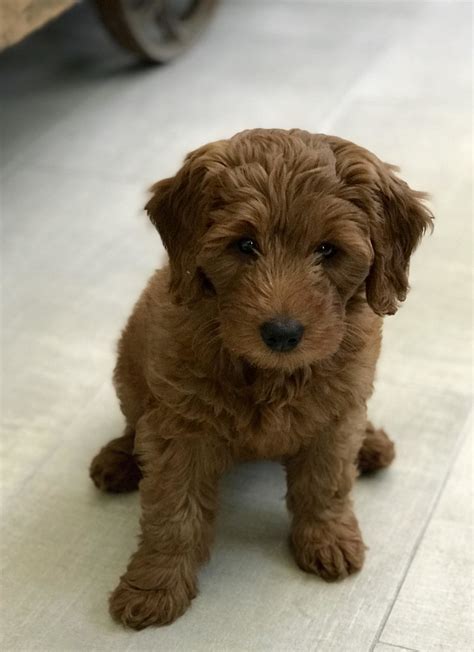 The breed is highly popular not only because they have an excellent temperament, but because they typically shed very little, if at all, making them good for people who have allergies. Goldendoodle Puppies, Miniature Goldendoodles ...