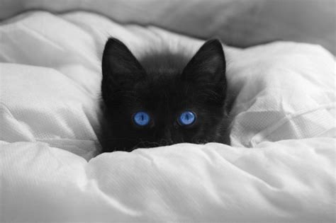 Like other cat breeds, the ojos azules should be fed, loved and looked after to flourish. Black Cat Breeds: Interesting Information from Experts