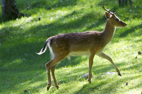 B Arturo De Frias Wildlife Photography B Fallow Deer Buck