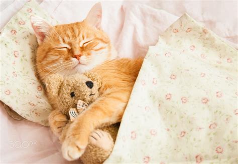 Cute Red Sleeping Cat On A Bed By Myra Lypa On 500px Cats Cute Animals