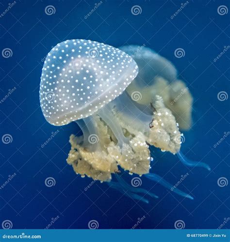 Beautiful Jellyfish On Blue Background Jellyfish Floating In An