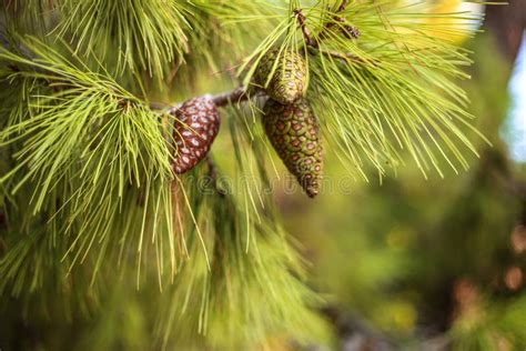 Green Pine With Young Cones Stock Photo Image Of Detail Decoration