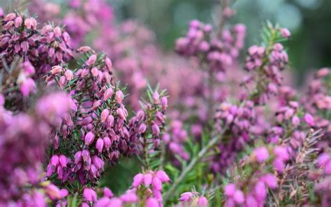 Planting And Growing The Heather Plant Drake S Dees