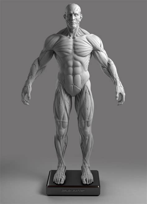 Artstation Anatomy