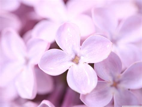 Lilac Flower Purple Photo Fanpop