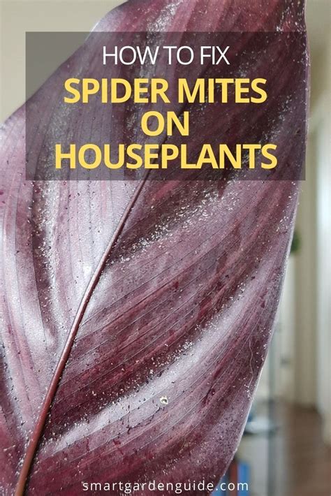 How To Get Rid Of Spider Mites On Houseplants Artofit