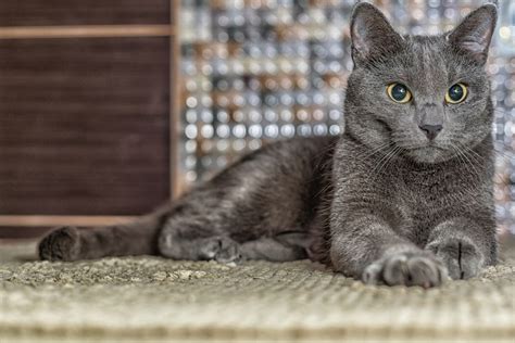 Russian Blue Cat Breed Info Pictures Temperament And Traits Excited Cats