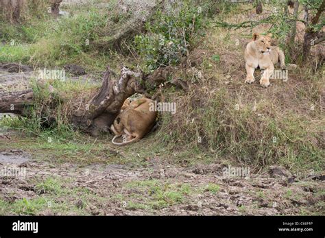 Pregnant Lioness Giving Birth