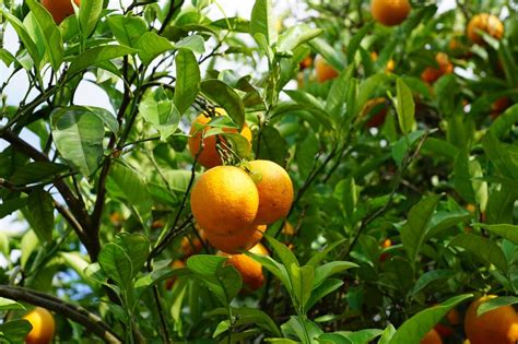 Mandarin Tree Citrus Fruits Free Image Download