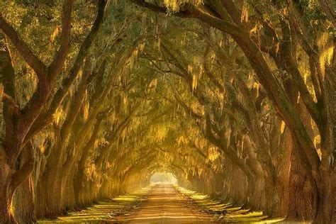 20 Magical Tree Tunnels Makes Me Want To Travel Even More