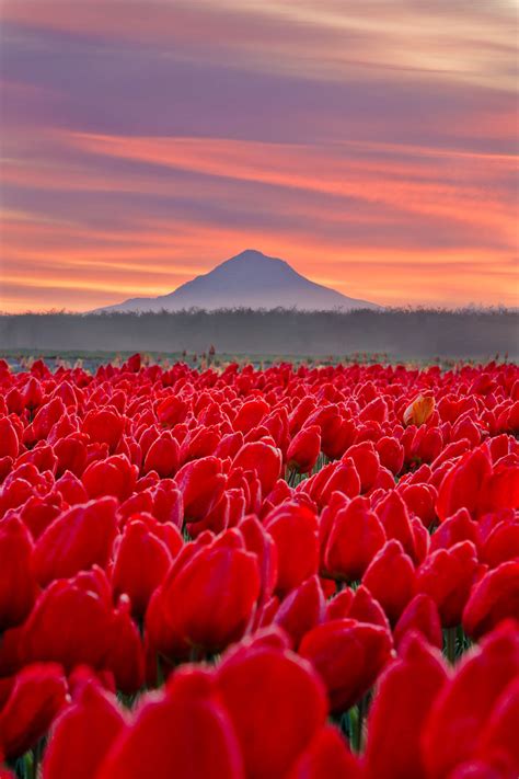 Essential Tips For Visiting The Wooden Shoe Tulip Festival In Oregon