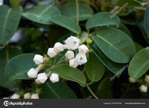 White Fragrant Flowers Stephanotis Floribunda Plant Stock Photo By