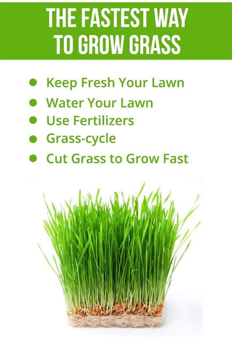 The Fastest Way To Grow Grass In 2020 Planting Grass Grow Grass Fast