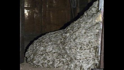 Hang in there, or go ahead and contribute one. This horrific 22-foot wasp nest was found inside an abandoned house