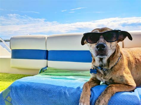 Tips For Taking Your Dog On Vacation With You﻿ Dogs Love Us More