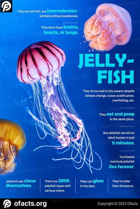 Jellyfish Fact Infographic Pdf