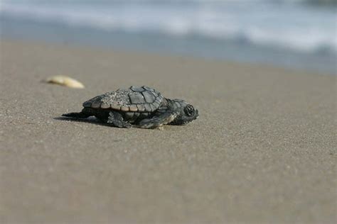 You Can Actually Watch Nesting Sea Turtles At Several Beaches In
