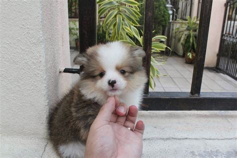 Similar to their larger cousins, miniature shelties are more likely to be good and energetic, with an innate herding intuition. LovelyPuppy: Mini Shetland Sheepdog Puppy